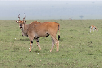Naklejka na ściany i meble Kudu in the savannah