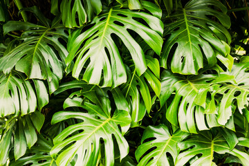 Obraz na płótnie Canvas Green leaves of Monstera philodendron plant growing in wild, the tropical forest plant.
