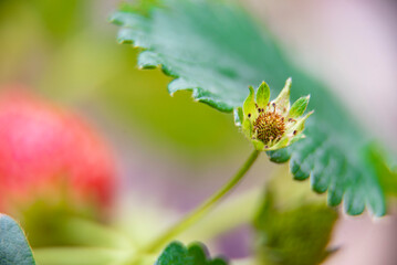 white, isolated, health, healthy, dessert, cut, harvest, leaves, group, strawberry isolated, strawberry, growth, autumn, grass, object, crop, tasty, ripening, outdoors, delicious, raw, nature, plant, 
