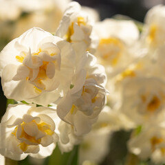 Terry Narcissus. Very beautiful double daffodil flowers in the morning sun. White and yellow double daffodil on blurred bokeh background