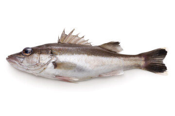 Saw-edged perch (saltwater fish) , this fish called Ara in Japan.