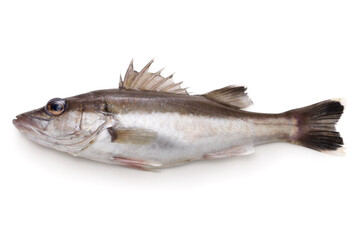 Saw-edged perch (saltwater fish) , this fish called Ara in Japan. © uckyo