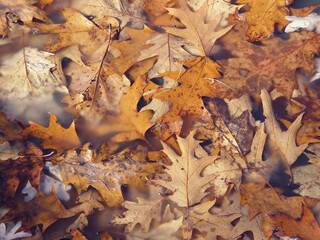 Fondo de hojas otoñales