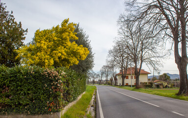 Fototapeta na wymiar carretera vacía con una planta de mimosa en flor