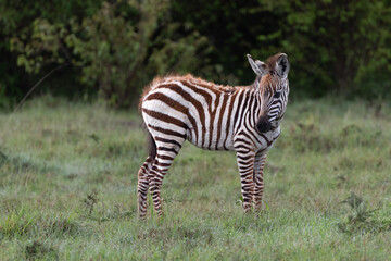 Fototapeta na wymiar young zebra in the grass