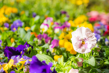 春のカラフルな花壇