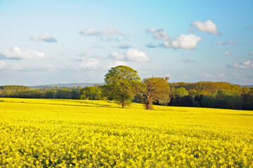 Old oak tree in a meadow.