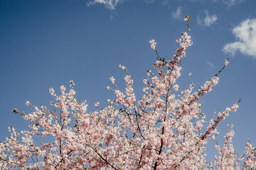 Zweige der blühenden Kirsche vor dem Hintergrund des blauen Himmels, Rosa Sakura-Blumen, Frühlingsnatur, Kopienraum