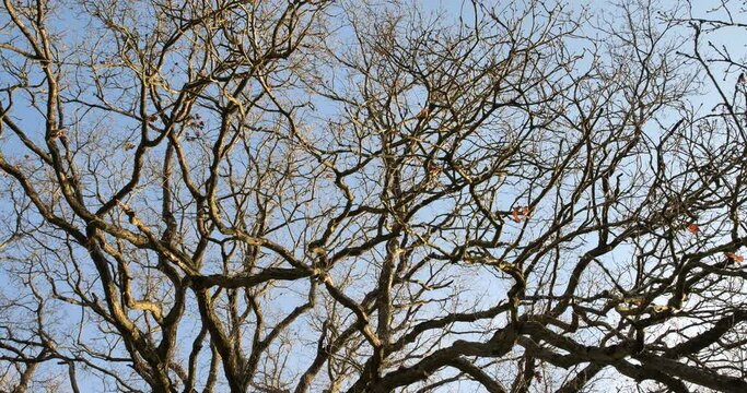 Nature en hiver  par beau temps