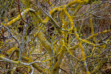 líquenes amarillos sobre las ramas de un álamo