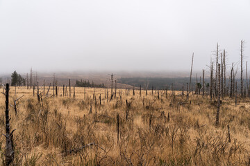 Misty morning over a dead forest landscape. View from the path to Blue Lough in the Mountains of Mourne, Northern Ireland