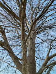 Tall maple tree with no leaves on blue sky background