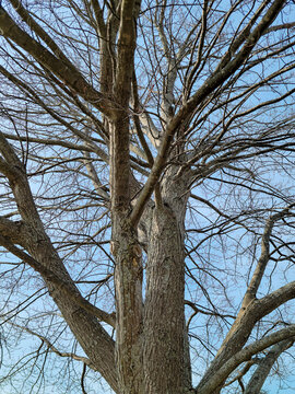 Tall maple tree with no leaves on blue sky background © driftwood