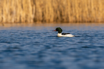 Beautiful nature scene with bird Common merganser (Mergus merganser). Wildlife shot of Common merganser (Mergus merganser) on the pond. Common merganser (Mergus merganser) in the nature habitat.