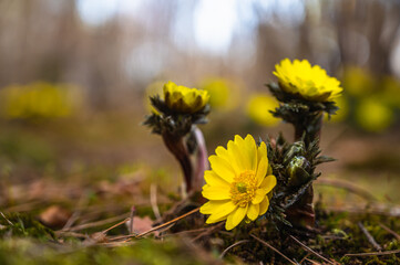 鮮やかな福寿草の花