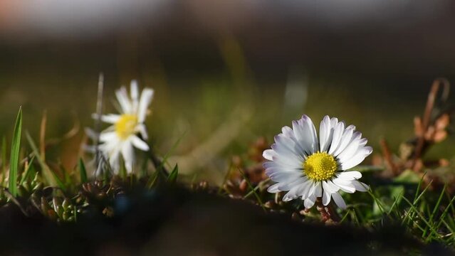 Small white daisy flowers with red tips shakes in wind during sunny day in early spring