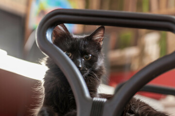 portrait of a cat with stripes laying on a ground, close-up, selective focus. High quality photo
