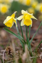 Narzissen, Frühling im Garten
