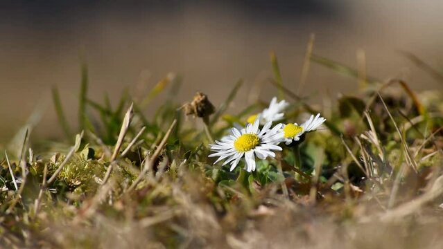 Small white daisy flowers in yard in light breeze in early spring with selective focus