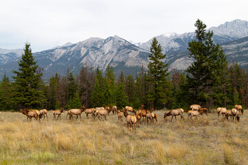 herd of elk in the mountains