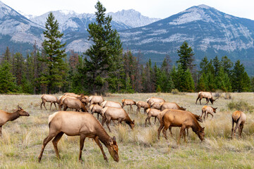 elk in the mountains