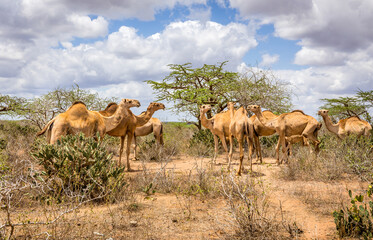 Camels on savannah plains