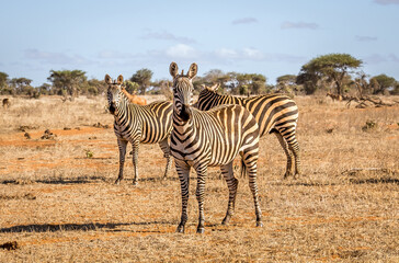 African zebras in Kenya