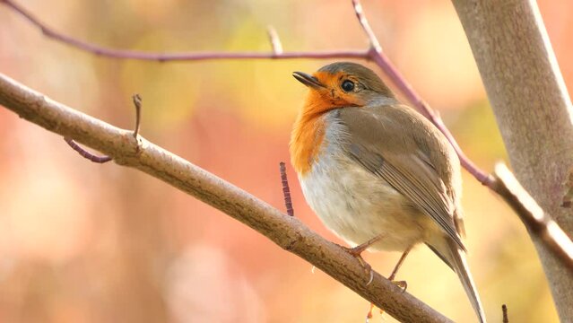 European Robin bird singing  (Erithacus Rubecula)