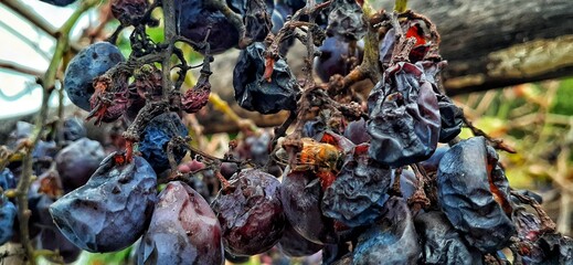 red wine, Argentine wine, grapes, raisins