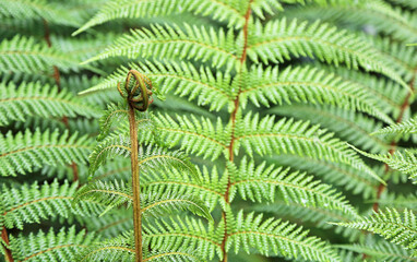 Rolled fern leaf - New Zealand