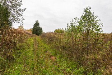 overgrown forest road