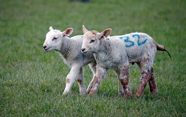 Obraz premium New born lambs down on the farm