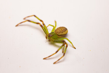 spider on a white background