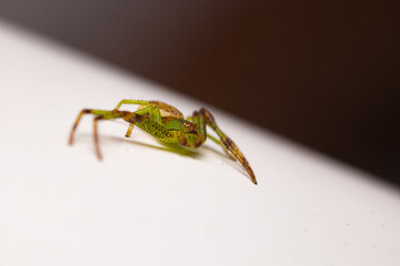 spider