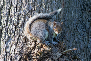 squirrel on a tree