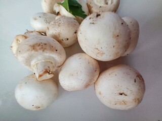 mushrooms on the table