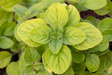 Golden oregano (Origanum vulgare ‘Aureum’)