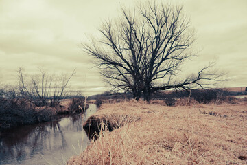 Fototapeta na wymiar lone tree by creek