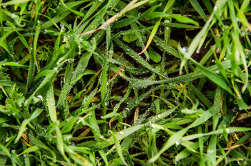 morning dew on the grass