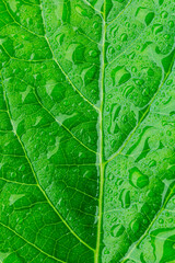 Obraz premium green macro leaf and water drop,Close up photo of water drops on a green leaf