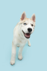 Portrait puppy husky dog walking, Isolated on blue pastel background