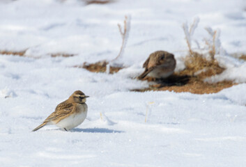 Horned Lark at Eleven Mile