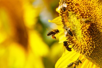 Zelfklevend Fotobehang Bij Honey bee collecting pollen at yellow flower. close up