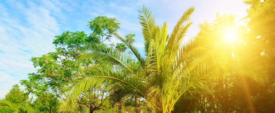 Palms against the blue sky in the rays of the bright sun. Travel concept.Wide photo.