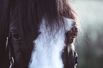 Auge eines Pferdes im Detail