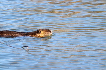 Nutria schwimmt im Wasser 