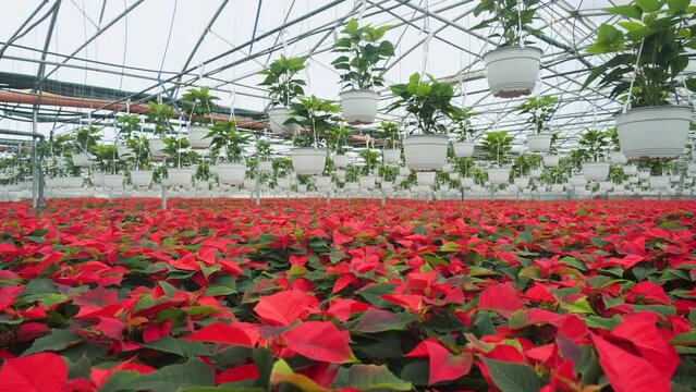 Growing poinsettia flowers in large commercial greenhouse. Camera slide and pan in front of plants turning red for the holidays season.