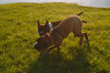 american staffordshire playing