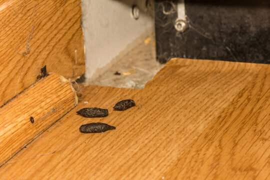 Norway Rat Feces Found In The Kitchen During A Pest Control Inspection.