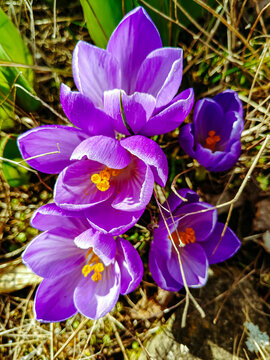 Krokusse in voller Bl&uuml;te